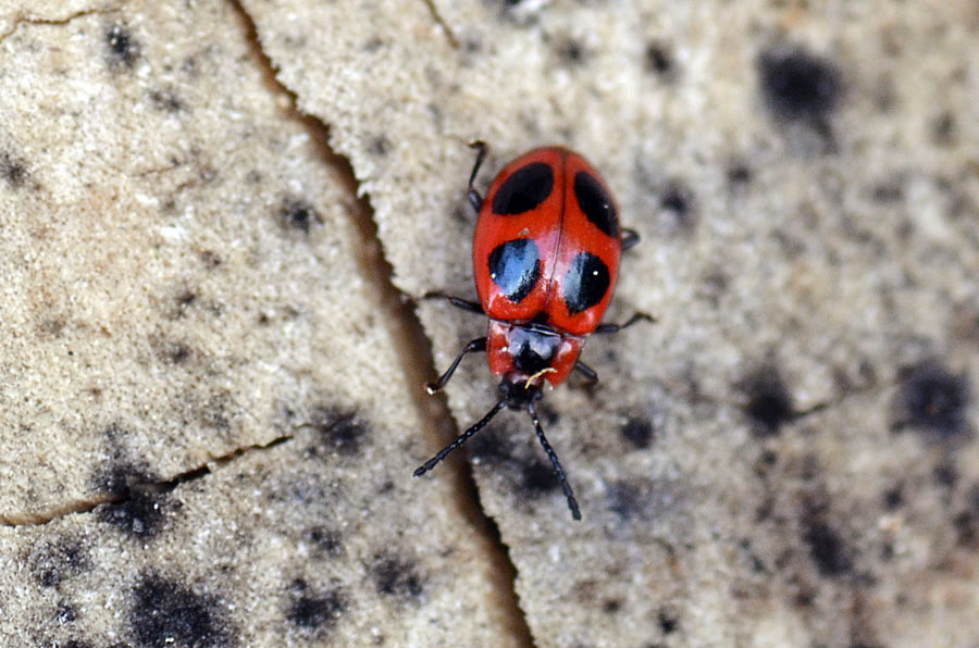 Endomychus coccineus?
